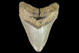 Fossil Megalodon Tooth - North Carolina #109666-1